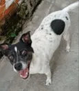 Cachorro raça mix idade  nome Amadeu 
