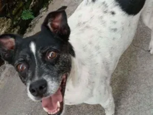 Cachorro raça mix idade  nome Amadeu 