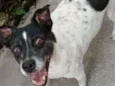 Cachorro raça mix idade  nome Amadeu 