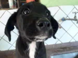 Cachorro raça srd idade 2 a 6 meses nome Liz