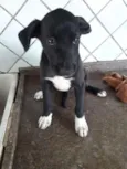 Cachorro raça srd idade 2 a 6 meses nome RUBI