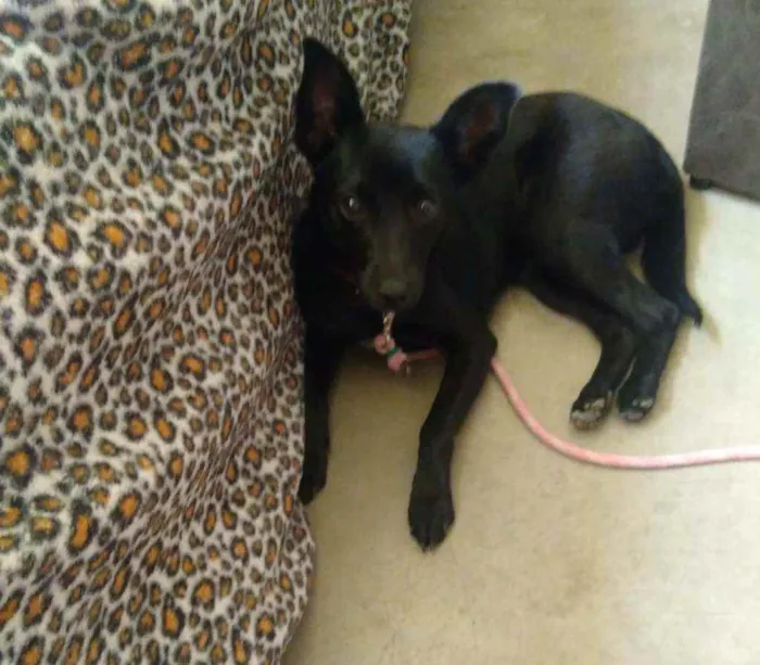 Cachorro ra a Indefinida idade 7 a 11 meses nome Zoe