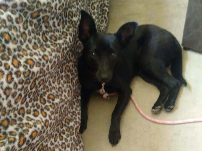 Cachorro ra a Indefinida idade 7 a 11 meses nome Zoe