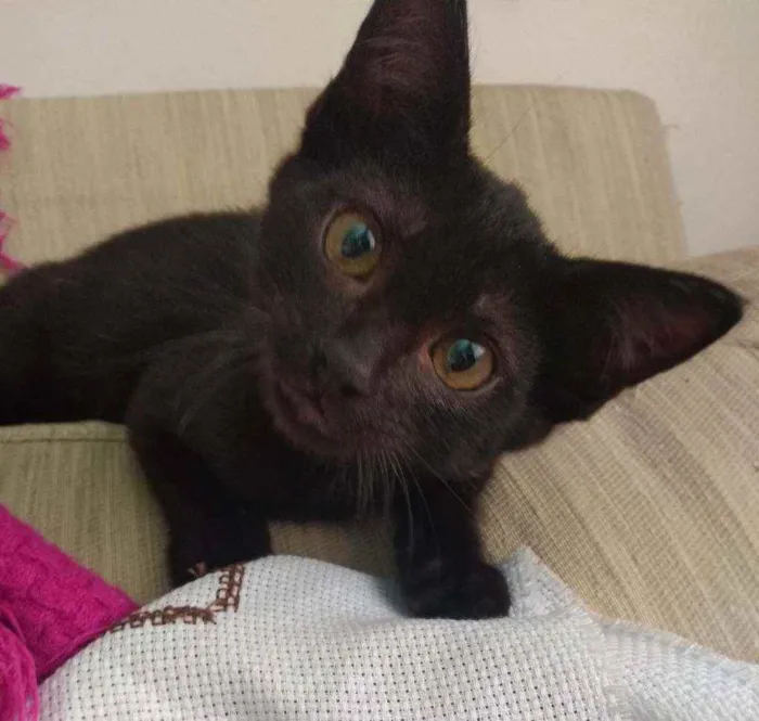 Gato ra a Indefinida idade 2 a 6 meses nome Eliseu