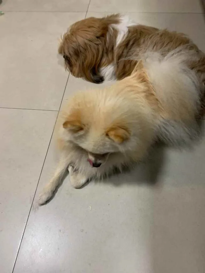 Cachorro ra a Lulu idade 1 ano nome Will