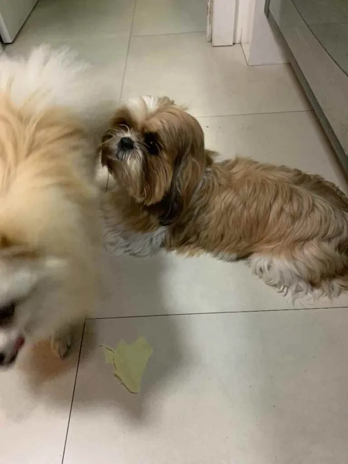 Cachorro ra a Shitzu idade 1 ano nome Otto