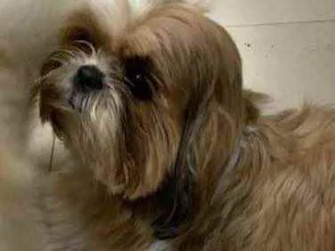 Cachorro ra a Shitzu idade 1 ano nome Otto