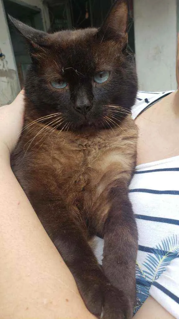 Gato raça Srd idade 1 ano nome Zezinho