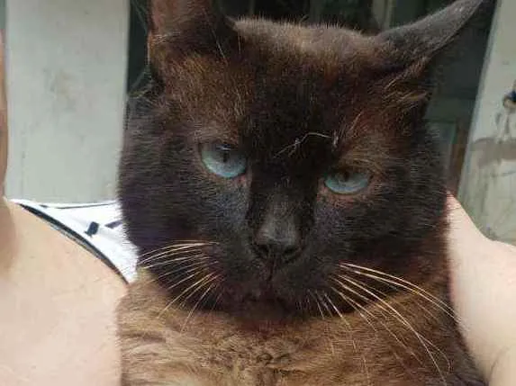 Gato raça Srd idade 1 ano nome Zezinho