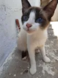 Gatos filhotes