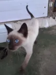 Gatos filhotes