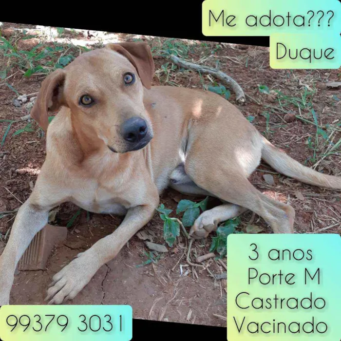 Cachorro raça SRD idade 3 anos nome Duque