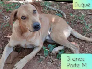 Cachorro raça SRD idade 3 anos nome Duque