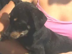 Cachorro raça  idade 2 a 6 meses nome Não sei 