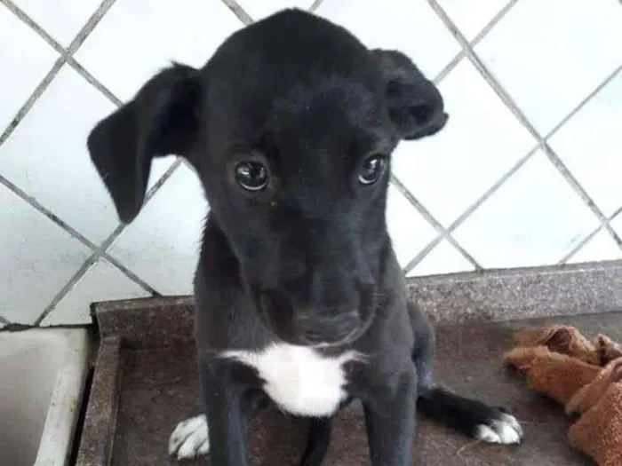 Cachorro raça srd idade 2 a 6 meses nome RUBI