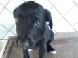 Cachorro raça srd idade 2 a 6 meses nome Charlote 