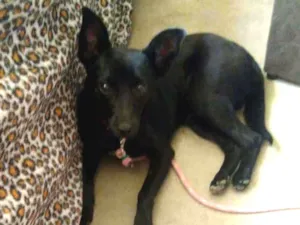 Cachorro raça Indefinida idade 7 a 11 meses nome Zoe