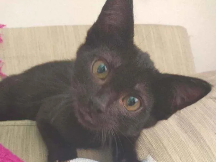 Gato ra a Indefinida idade 2 a 6 meses nome Eliseu