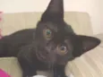 Eliseu