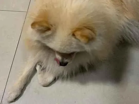 Cachorro ra a Lulu idade 1 ano nome Will