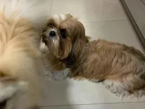 Cachorro raça Shitzu idade 1 ano nome Otto