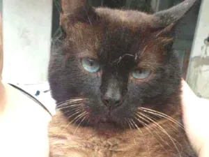 Gato raça Srd idade 1 ano nome Zezinho