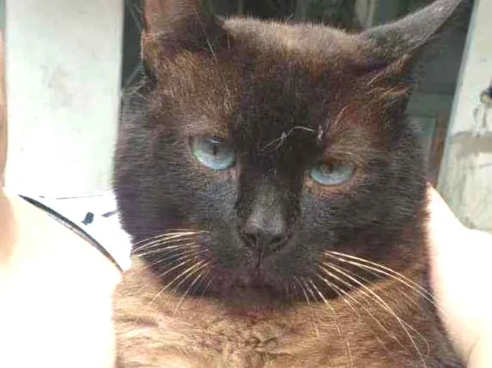 Gato raça Srd idade 1 ano nome Zezinho