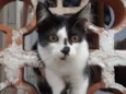 Gatos filhotes