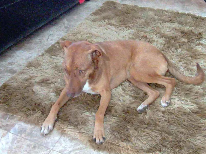 Cachorro ra a Sem raça definida idade 6 ou mais anos nome Vitoria atende por v