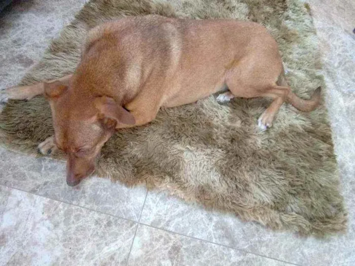 Cachorro ra a Sem raça definida idade 6 ou mais anos nome Vitoria atende por v