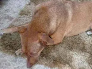 Cachorro raça Sem raça definida idade 6 ou mais anos nome Vitoria atende por v