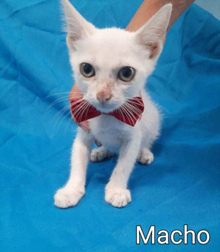 Gato ra a SEM RAÇA DEFINIDA.  idade Abaixo de 2 meses nome SEM NOME