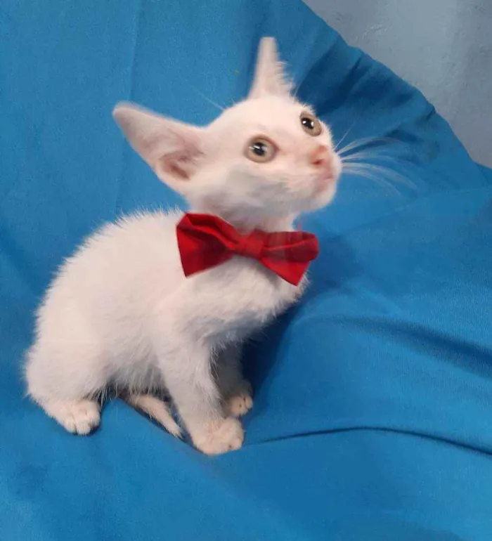 Gato ra a SEM RAÇA DEFINIDA.  idade Abaixo de 2 meses nome SEM NOME