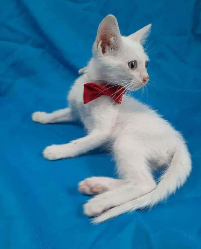 Gato ra a SEM RAÇA DEFINIDA.  idade Abaixo de 2 meses nome SEM NOME