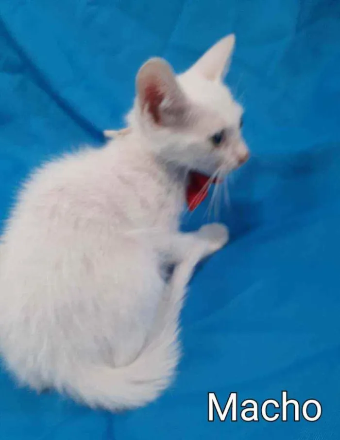 Gato ra a SEM RAÇA DEFINIDA.  idade Abaixo de 2 meses nome SEM NOME