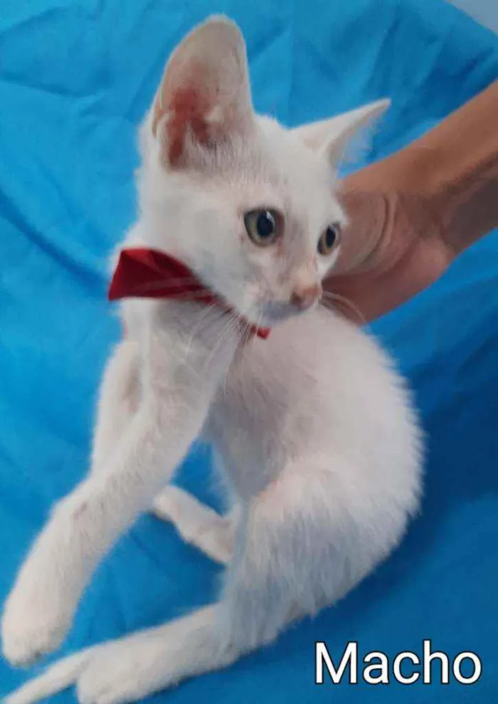 Gato ra a SEM RAÇA DEFINIDA.  idade Abaixo de 2 meses nome SEM NOME