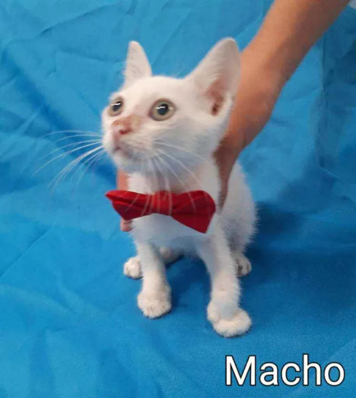 Gato ra a SEM RAÇA DEFINIDA.  idade Abaixo de 2 meses nome SEM NOME