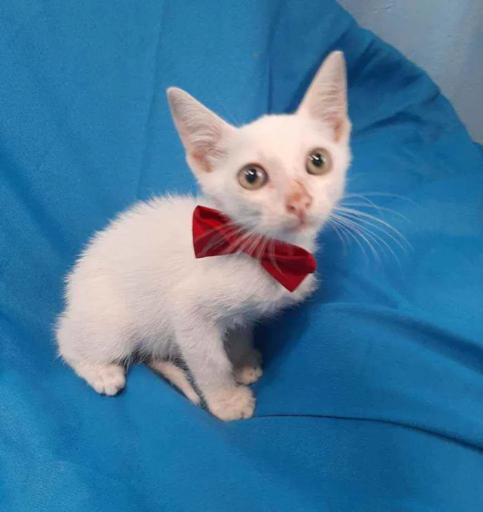 Gato ra a SEM RAÇA DEFINIDA.  idade Abaixo de 2 meses nome SEM NOME