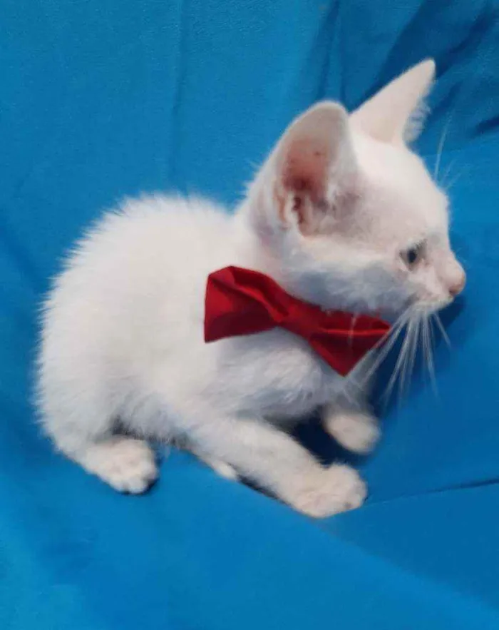 Gato ra a SEM RAÇA DEFINIDA.  idade Abaixo de 2 meses nome SEM NOME