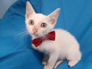 Gato raça SEM RAÇA DEFINIDA.  idade Abaixo de 2 meses nome SEM NOME
