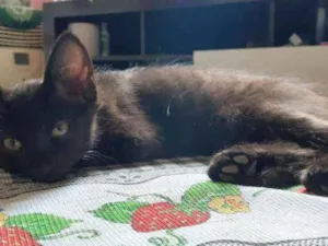 Gato raça Comum idade 2 a 6 meses nome Black 