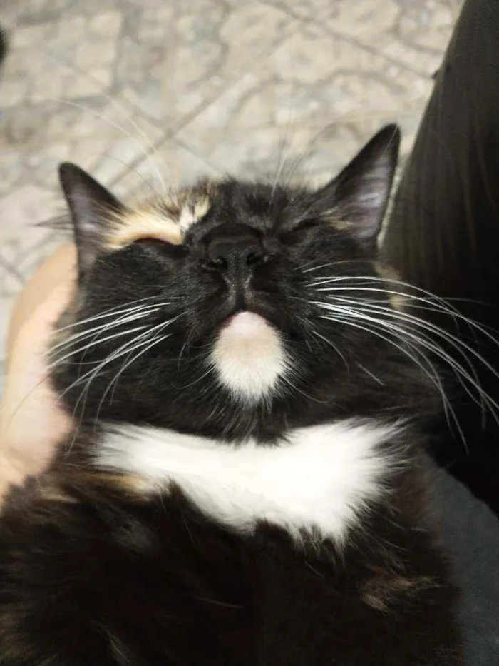 Gato ra a Sem raça definida  idade 1 ano nome Sem nome