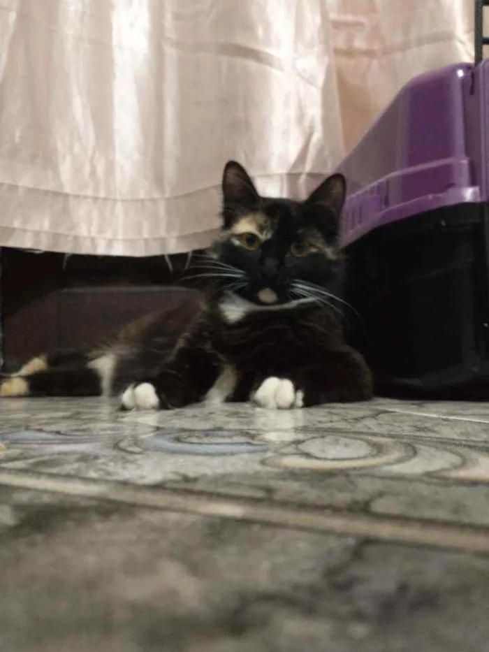 Gato ra a Sem raça definida  idade 1 ano nome Sem nome