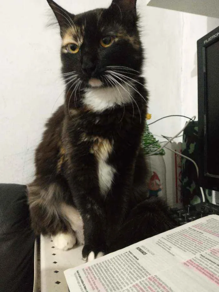 Gato ra a Sem raça definida  idade 1 ano nome Sem nome