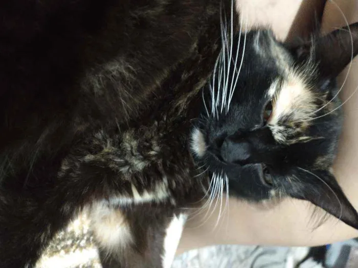 Gato ra a Sem raça definida  idade 1 ano nome Sem nome