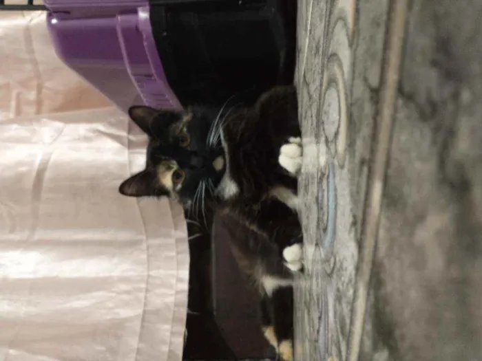 Gato ra a Sem raça definida  idade 1 ano nome Sem nome