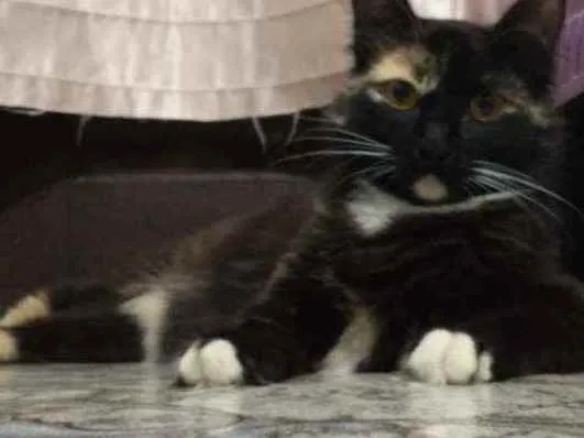 Gato ra a Sem raça definida  idade 1 ano nome Sem nome