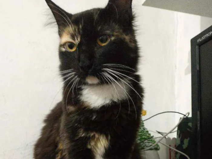 Gato ra a Sem raça definida  idade 1 ano nome Sem nome