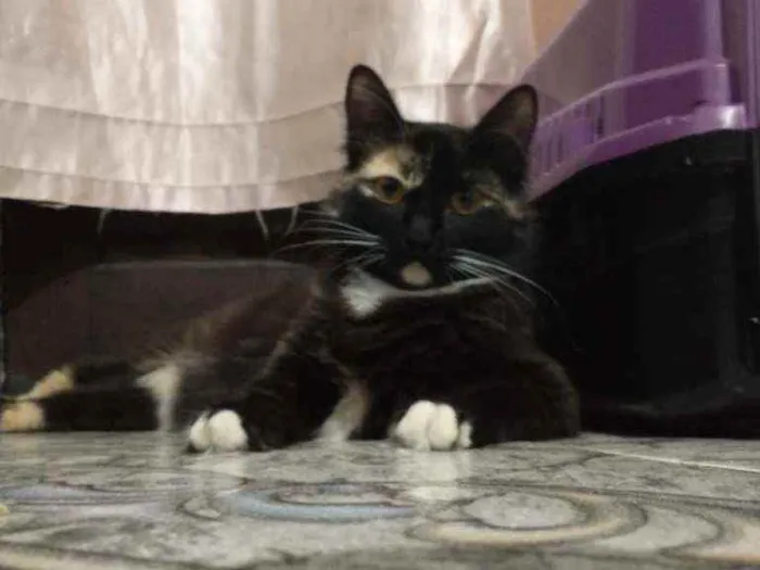 Gato ra a Sem raça definida  idade 1 ano nome Sem nome