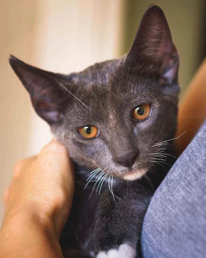 Gato ra a SRD idade 2 a 6 meses nome Toró
